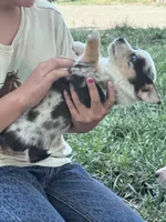 Bow, a male Pembroke Welsh Corgi for sale in Montrose, CO – 2 of 9