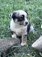 Bow, a male Pembroke Welsh Corgi for sale in Montrose, CO – 3 of 9