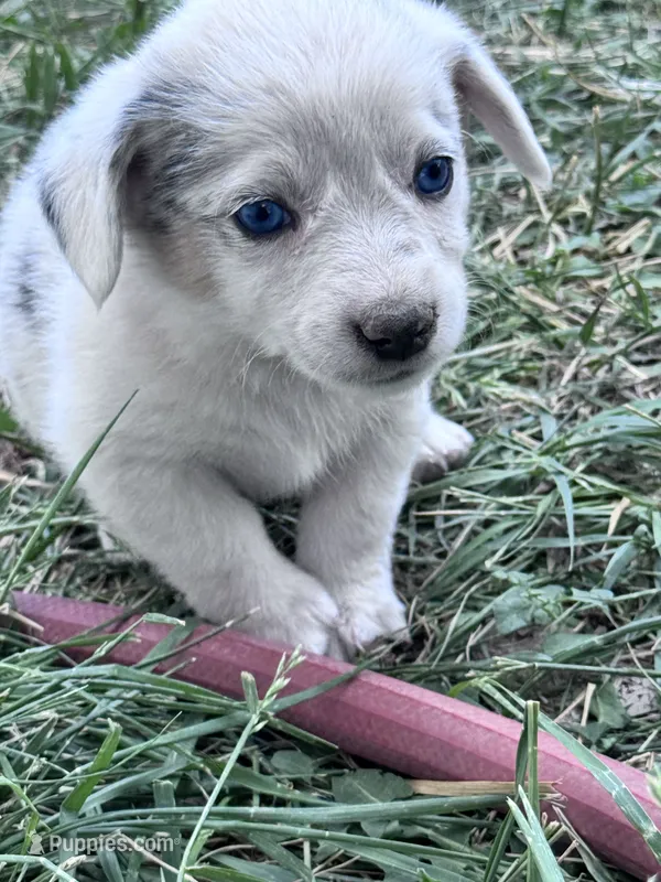 Skip – Pembroke Welsh Corgi puppy for sale in Montrose, CO
