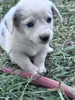 Skip, a male Pembroke Welsh Corgi for sale in Montrose, CO – 1 of 5