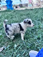Tye, a male Pembroke Welsh Corgi for sale in Montrose, CO – 6 of 6