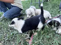 Spicy, a female Pembroke Welsh Corgi for sale in Montrose, CO – 6 of 8