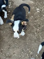 Mac, a male Pembroke Welsh Corgi for sale in Montrose, CO – 9 of 10