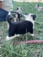 Spicy, a female Pembroke Welsh Corgi for sale in Montrose, CO – 3 of 8