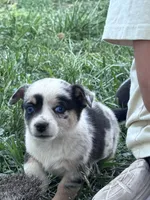 Bow, a male Pembroke Welsh Corgi for sale in Montrose, CO – 6 of 9