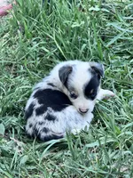 Diego, a male Pembroke Welsh Corgi for sale in Montrose, CO – 4 of 7