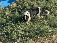 Cooper , a male Pembroke Welsh Corgi for sale in Montrose, CO – 6 of 10
