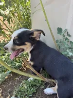 Mac, a male Pembroke Welsh Corgi for sale in Montrose, CO – 3 of 10