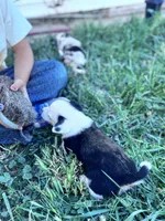 Winston, a male Pembroke Welsh Corgi for sale in Montrose, CO – 6 of 8