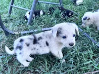 Skip, a male Pembroke Welsh Corgi for sale in Montrose, CO – 3 of 5