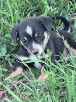 Brownie, a male Pembroke Welsh Corgi for sale in Montrose, CO – 2 of 4