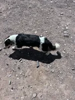 Cooper , a male Pembroke Welsh Corgi for sale in Montrose, CO – 5 of 10