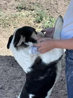 Cooper , a male Pembroke Welsh Corgi for sale in Montrose, CO – 2 of 10