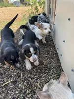 Rook, a male Pembroke Welsh Corgi for sale in Montrose, CO – 10 of 10