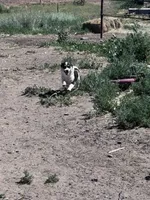 Cooper , a male Pembroke Welsh Corgi for sale in Montrose, CO – 4 of 10