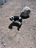 Cooper , a male Pembroke Welsh Corgi for sale in Montrose, CO – 7 of 10