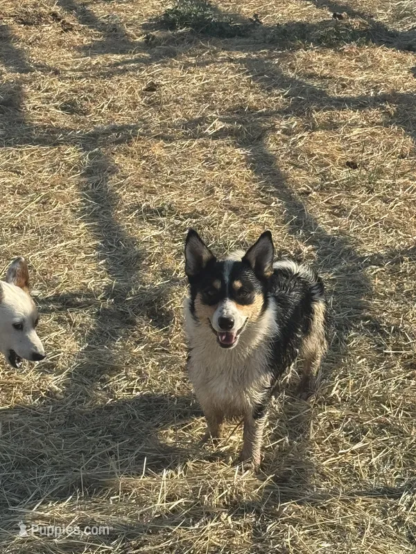 Cooper  – Pembroke Welsh Corgi puppy for sale in Montrose, CO