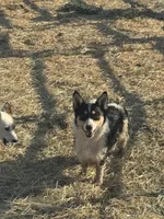 Cooper , a male Pembroke Welsh Corgi for sale in Montrose, CO – 1 of 10