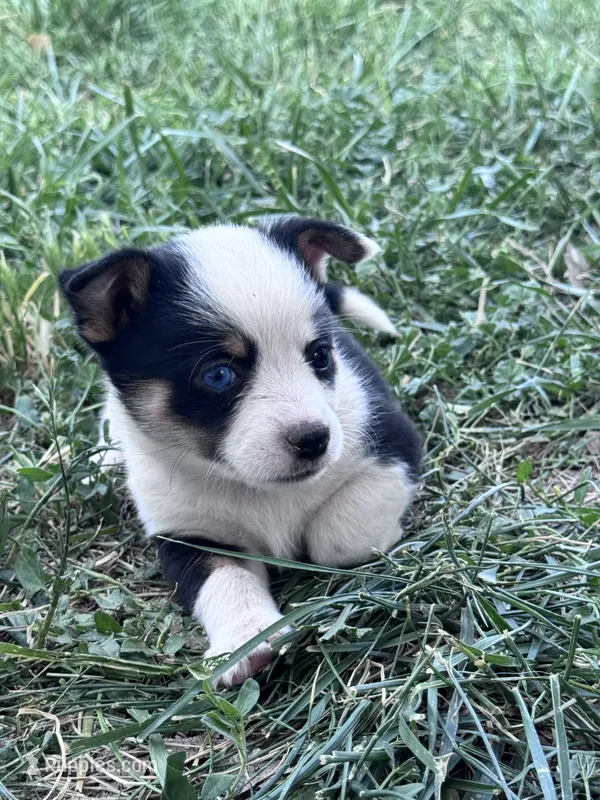 Spicy – Pembroke Welsh Corgi puppy on hold in Montrose, CO
