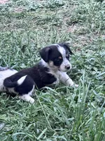 Rook, a male Pembroke Welsh Corgi for sale in Montrose, CO – 6 of 9