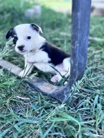 Winston, a male Pembroke Welsh Corgi for sale in Montrose, CO – 4 of 8