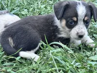 Rook, a male Pembroke Welsh Corgi for sale in Montrose, CO – 4 of 9
