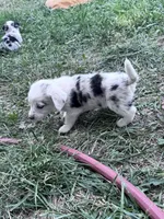 Skip, a male Pembroke Welsh Corgi for sale in Montrose, CO – 5 of 5