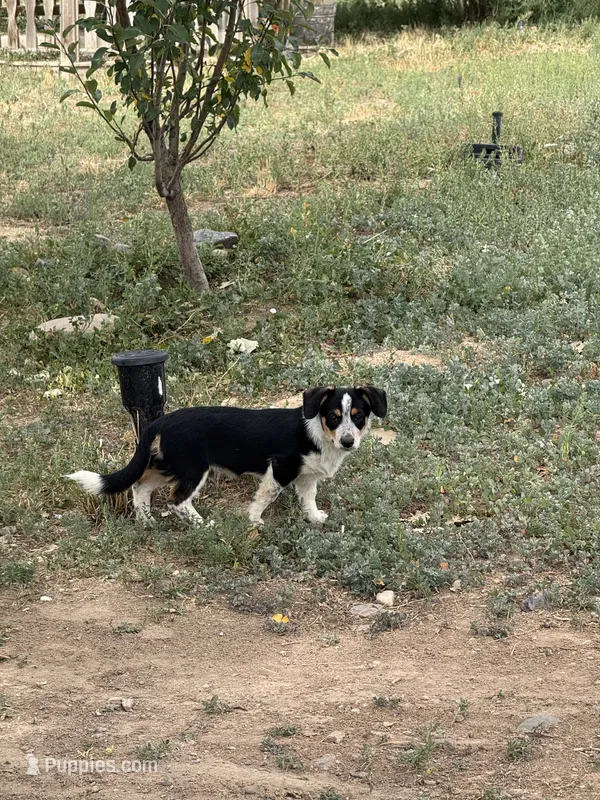 Rook – Pembroke Welsh Corgi puppy for sale in Montrose, CO