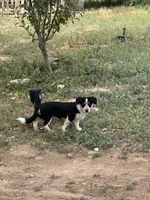 Rook, a male Pembroke Welsh Corgi for sale in Montrose, CO – 1 of 10