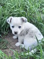 Chip, a male Pembroke Welsh Corgi for sale in Montrose, CO – 3 of 4