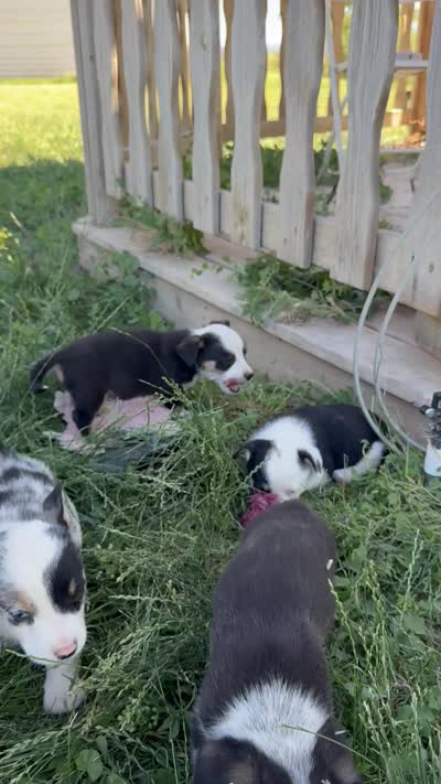 Mac, a male Pembroke Welsh Corgi for sale in Montrose, CO – 10 of 10