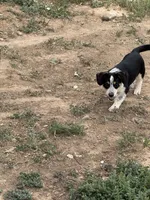 Rook, a male Pembroke Welsh Corgi for sale in Montrose, CO – 7 of 10