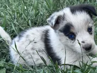 Tye, a male Pembroke Welsh Corgi for sale in Montrose, CO – 3 of 6
