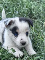 Tye, a male Pembroke Welsh Corgi for sale in Montrose, CO – 4 of 6