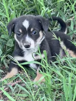 Brownie, a male Pembroke Welsh Corgi for sale in Montrose, CO – 3 of 4