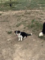 Rook, a male Pembroke Welsh Corgi for sale in Montrose, CO – 3 of 10