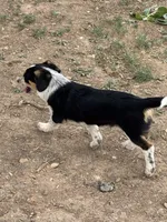 Rook, a male Pembroke Welsh Corgi for sale in Montrose, CO – 10 of 10