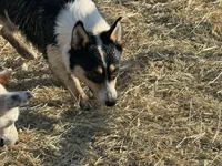 Cooper , a male Pembroke Welsh Corgi for sale in Montrose, CO – 8 of 10