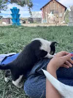 Spicy, a female Pembroke Welsh Corgi for sale in Montrose, CO – 2 of 8