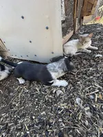 Rook, a male Pembroke Welsh Corgi for sale in Montrose, CO – 2 of 10