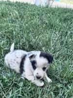 Tye, a male Pembroke Welsh Corgi for sale in Montrose, CO – 5 of 6