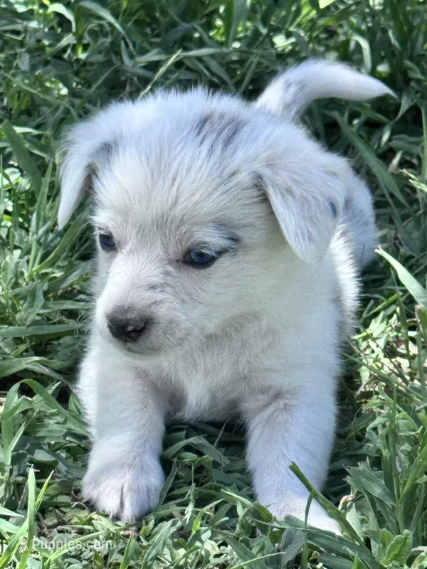 Chip – Pembroke Welsh Corgi puppy for sale in Montrose, CO