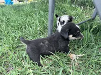 Brownie, a male Pembroke Welsh Corgi for sale in Montrose, CO – 4 of 4