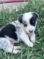 Diego, a male Pembroke Welsh Corgi for sale in Montrose, CO – 2 of 7