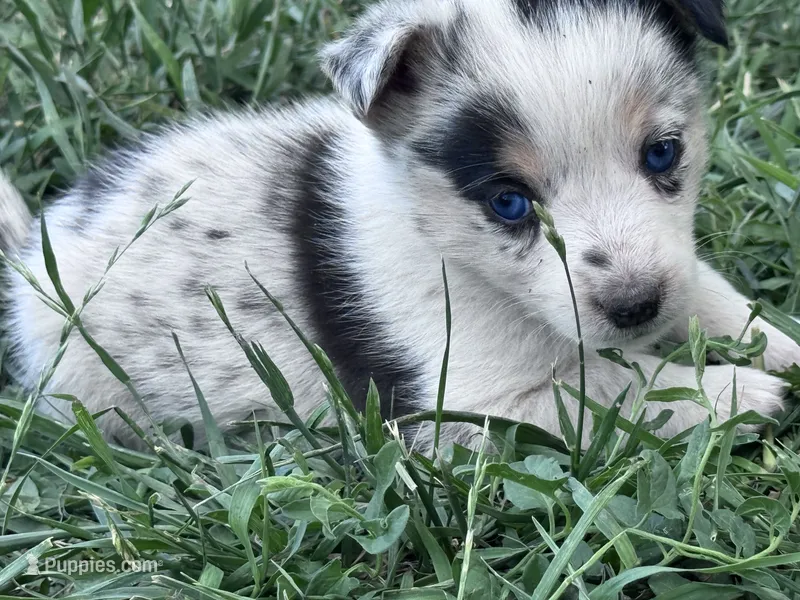 Tye – Pembroke Welsh Corgi puppy for sale in Montrose, CO