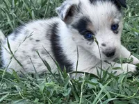 Tye, a male Pembroke Welsh Corgi for sale in Montrose, CO – 1 of 6