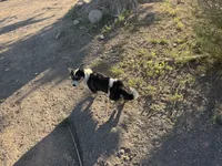 Cooper , a male Pembroke Welsh Corgi for sale in Montrose, CO – 10 of 10