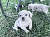 Skip, a male Pembroke Welsh Corgi for sale in Montrose, CO – 2 of 5