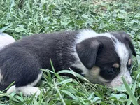 Rook, a male Pembroke Welsh Corgi for sale in Montrose, CO – 3 of 9