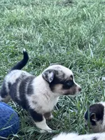 Bow, a male Pembroke Welsh Corgi for sale in Montrose, CO – 7 of 9